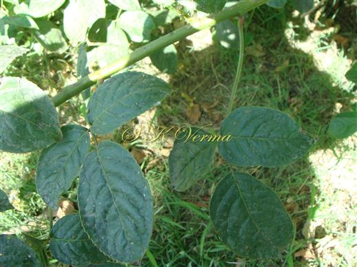  Leaves (Adaxial View)